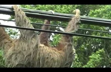 Leniwiec w Kostaryce łazi po drutach wysokiego napięcia
