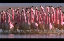Taniec godowy flamingów andyjskich