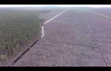 Greenpeace zamieścił film, pokazujący okropny proceder wycinki lasów w Indonezji