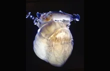 Serce stworzone od podstaw [ENG]