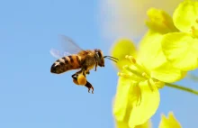Glifosat przyśpiesza wymieranie pszczół