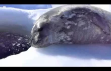 Młoda foka podczas nauki pływania