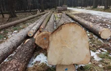 Masowa wycinka drzew trwa w Bielsku-Białej i innych miejsc. Cała Polska w trocin