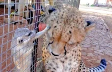 Afrykański Gepard vs surykatka