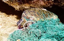 Żółw morski zaplątał się w sieci-widma. Nie mógł oddychać i pływać (wideo