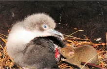 Krwiożercze myszy atakują i pożerają dzieci albatrosów żywcem
