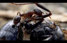 Cruelty of ants - Ultra HD 4K Macro