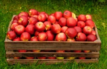 Przymrozki przetrzebiły sady. Tymczasem ceny jabłek są wciąż poniżej oczekiwań