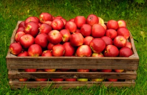 Przymrozki przetrzebiły sady. Tymczasem ceny jabłek są wciąż poniżej oczekiwań
