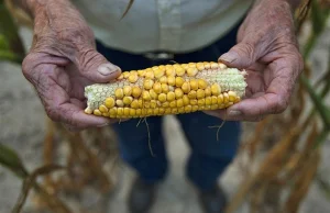 W spichlerzu świata największa susza od 50-70 lat. Rekord cen kukurydzy