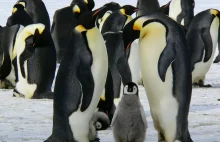 Pingwiny czują tylko słony i kwaśny smak