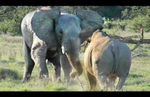 Słoń w bardzo ludzki sposób przedstawia dominację nad nosorożcem