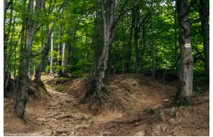 Dlaczego warto pojechać w Bieszczady?