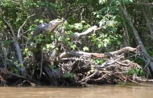 Zaskakujące badania: krokodyle wspinają się na drzewa