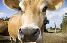 Układ odpornościowy krów może pomóc w opracowaniu szczepionki na HIV