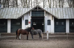 Czempionat Świata Koni Arabskich w Paryżu bez koni z Janowa Podlaskiego....