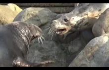 Fokarium Hel - samica foki chroni młode