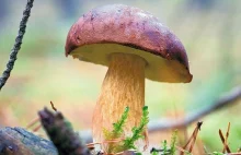 Atlas grzybów. Jak odróżnić prawdziwki od "fałszywek"