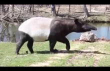 Tapir poczuł wiosnę