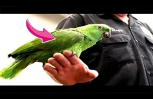 Papuga naśladuje głos DZIECKA ŚWIATOWA LISTA...