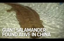 200-year-old Giant salamander found alive in China