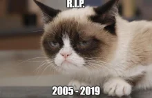 Grumpy Cat nie żyje :(