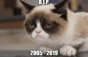 Grumpy Cat nie żyje :(