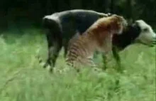 Tygrys polujący na krowę. Dość zabawne widowisko...