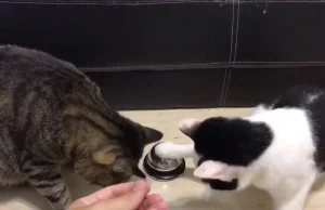 Koty są bardziej zdyscyplinowane niż myślisz!