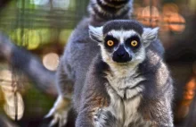 Lemury najbardziej zagrożoną grupą naczelnych na Ziemi