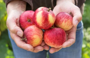 Sfrustrowani sadownicy wyrzucają jabłka na śmieci. "Ceny są rażąco niskie...
