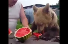 Kupiony na targu czelabiński pies uwielbia arbuzy
