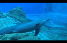 Delfiny z oceanarium w Singapurze