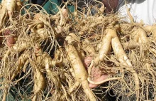 Żeń szeń właściwy (łac. Panax ginseng) – właściwości oraz jego zastosowanie