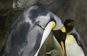 Para pingwinów gejów chciała zostać ojcami. Porwali pisklę