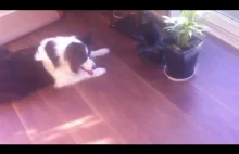 Dog goes mental following light reflection!