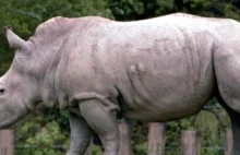 Sztuczny róg nosorożca zaleje rynek