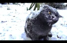 Koty + śnieg