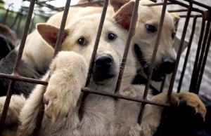 Pomóżmy powstrzymać rzeź psów w Chinach