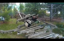 Panda i jej ciężkie życie