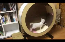 Catwheel