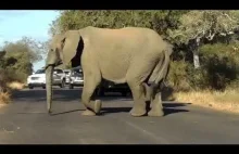 Dorosłe słonie osłaniają młodego podczas przechodzenia przez drogę.