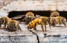 Mordercy pszczół pod lupą naukowców