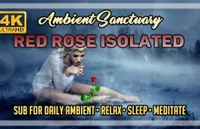 Ambience | Red Rose Isolated | 4K UHD | 2 hours