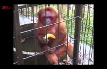 Ghetto Monkey Eating Bananas (Funny Voiceover without intro