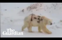 Niedźwiedź polarny malowany graffiti w Rosji