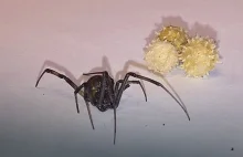 Znalazł jadowitego pająka w aucie sprowadzonym z USA. I trzy kokony z...