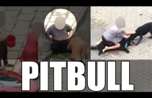 Pitbull morderca - Jak reagować w sytuacjach wysokiego ryzyka