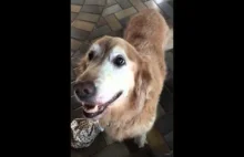 Pies dowiaduje się, że nie ma raka