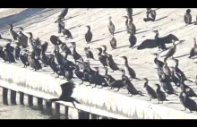 Kolonia kormoranów